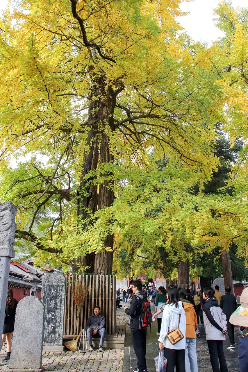 Ginkgo trees in the grounds of Shaolin Temple.