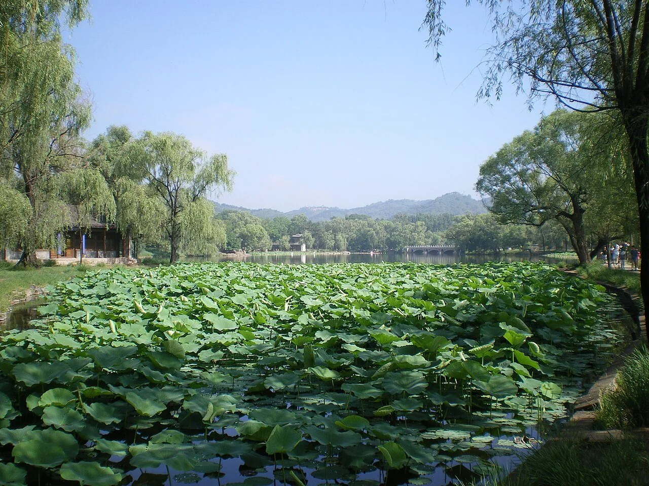 피서산장 안의 연잎과 나무, 먼 산.